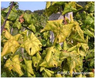 goldgelbe Vergilbung befallener Rebstock